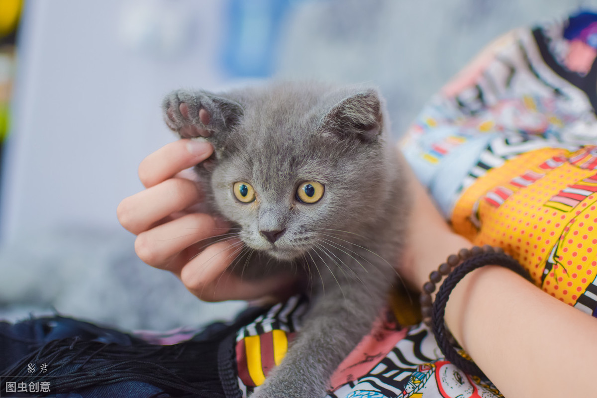 蓝猫的价格差距太大了，从几百到上万，中间隔着6大差距