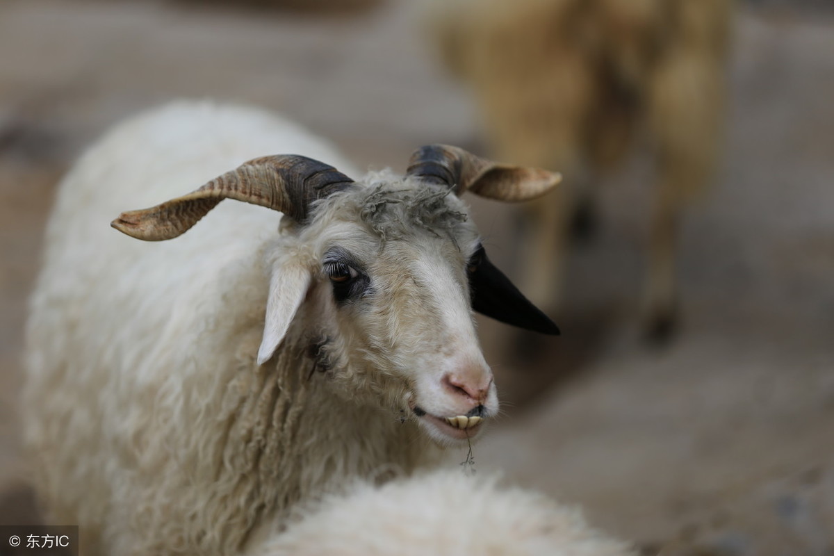「养羊技术探讨」提高供体母羊受胎率的措施！