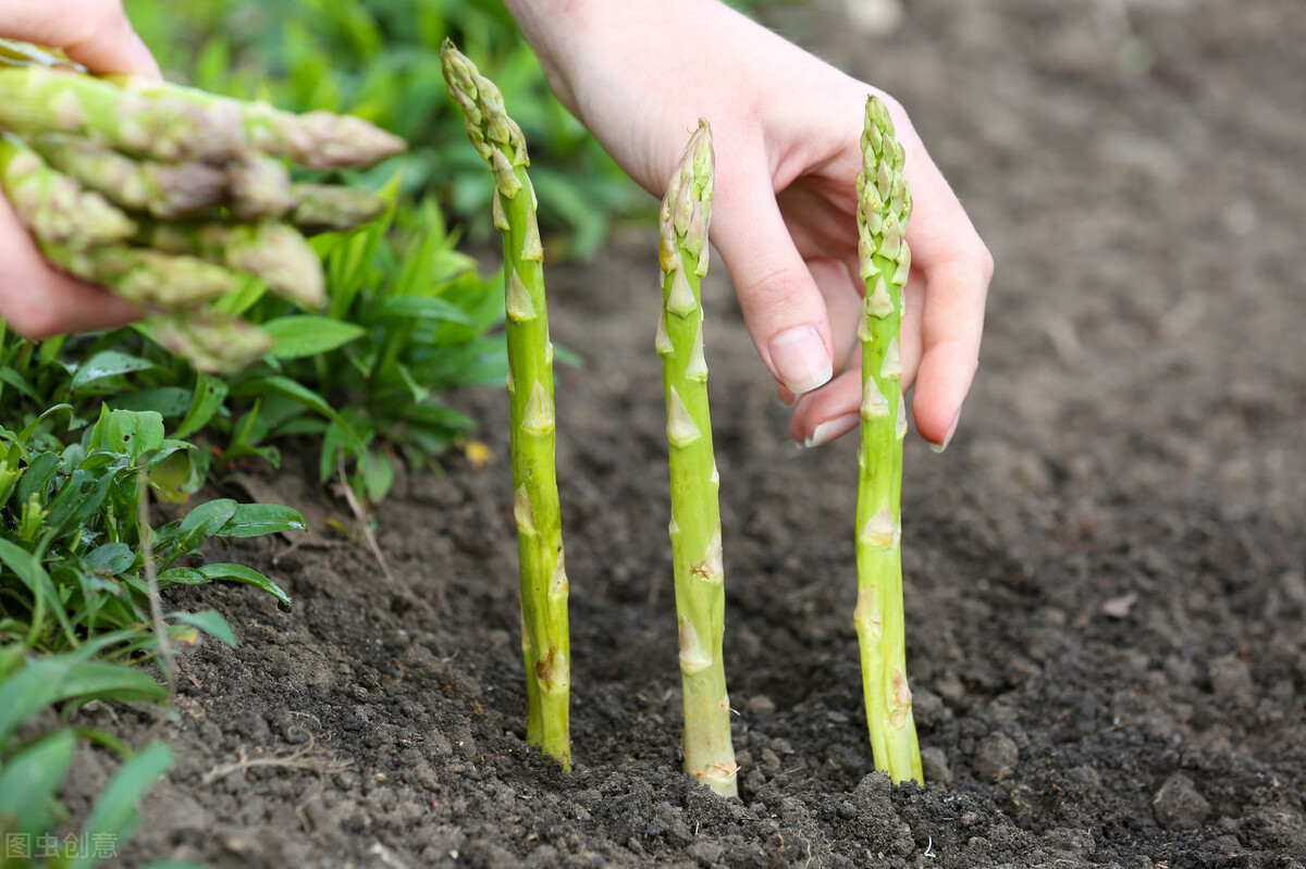 芦笋种植方法和技术（2分钟5个步骤教你种出白嫩鲜笋）