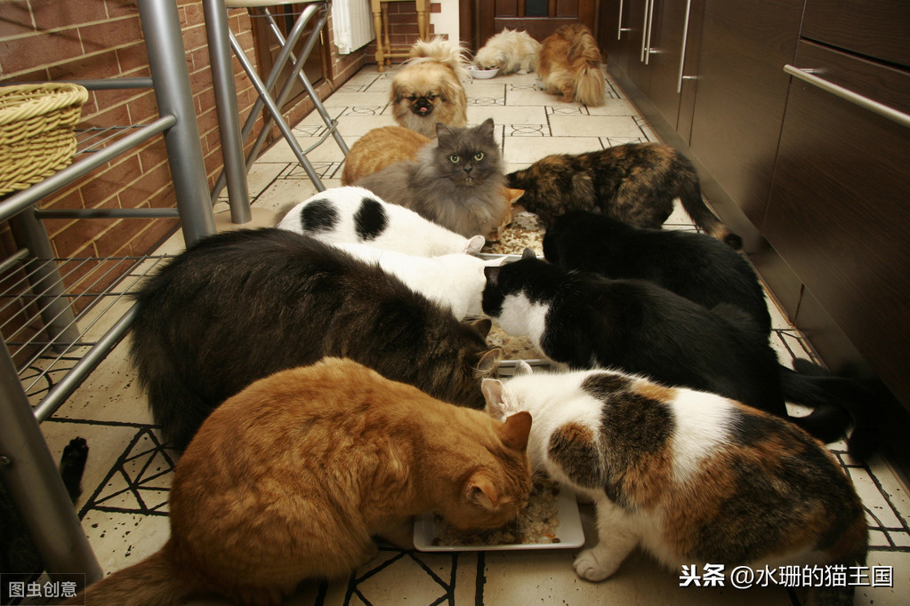 1-9岁的家猫中有21%的猫心脏有杂音？猫咪得了心脏病吗？怎么治？