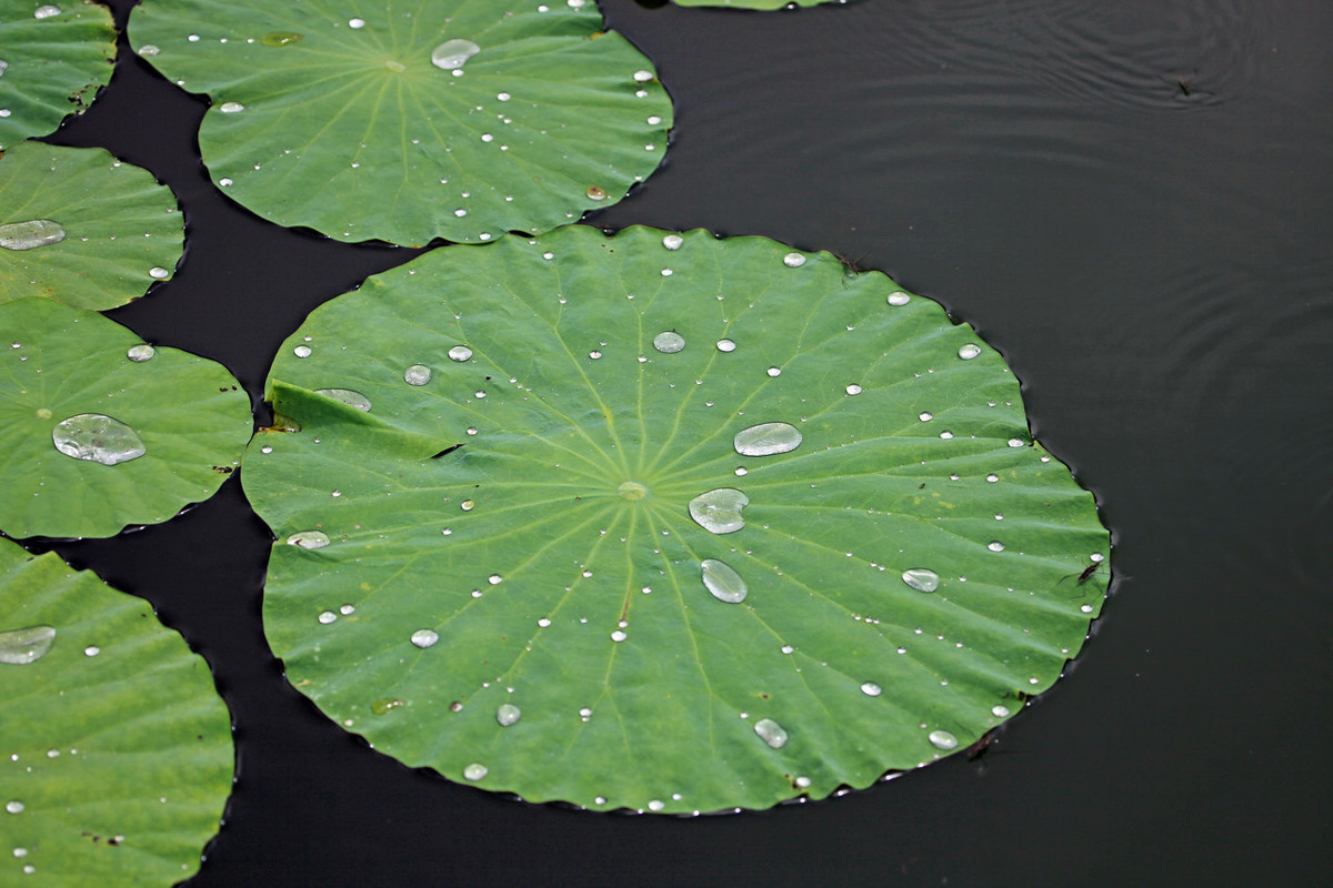 水生植物——荷花