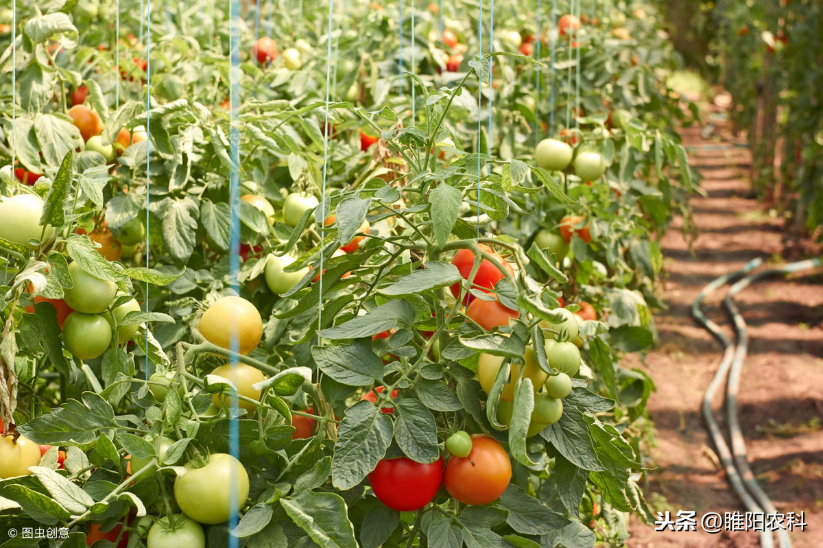 中生菌素,中生菌素的作用与功能