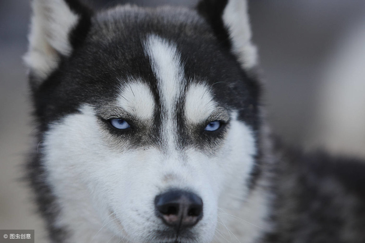 原来哈士奇可以这么帅？雪地竞赛中的它们，不是军犬胜似军犬！