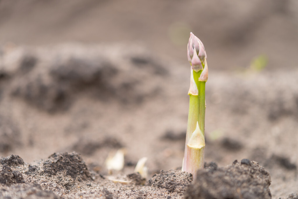 芦笋种植方法和技术（2分钟5个步骤教你种出白嫩鲜笋）