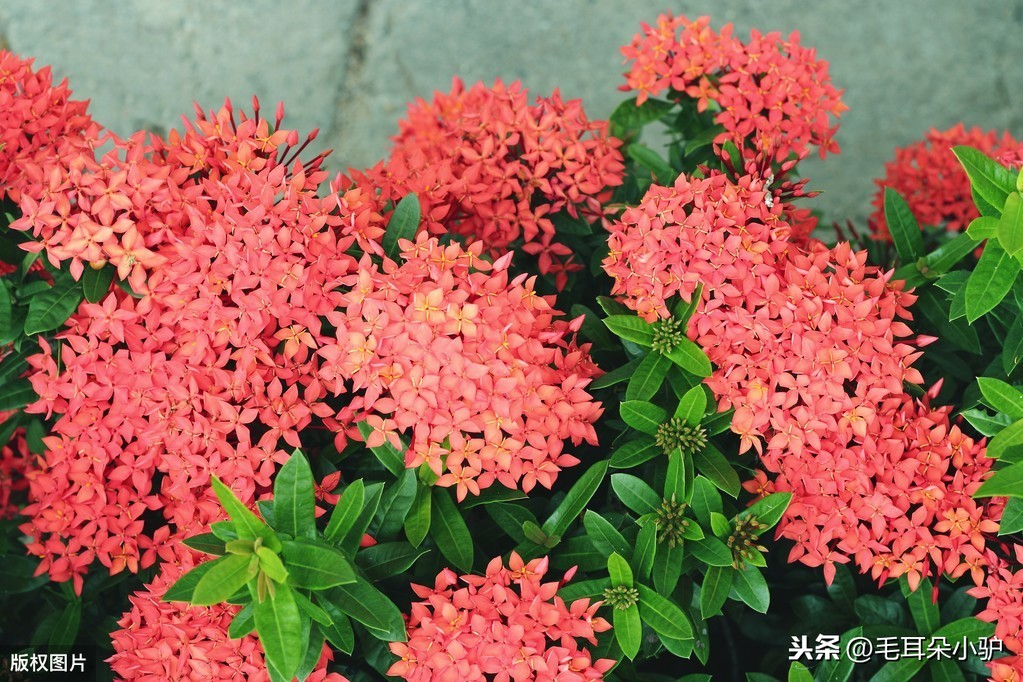 俄罗斯国花(俄罗斯国花是什么花) 