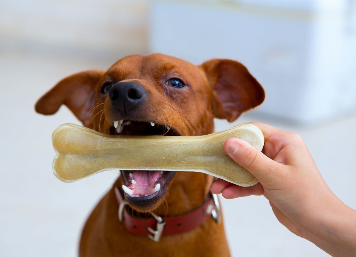 狗狗掉牙期还在单纯的给它补钙？做好这3点它们可以更健康