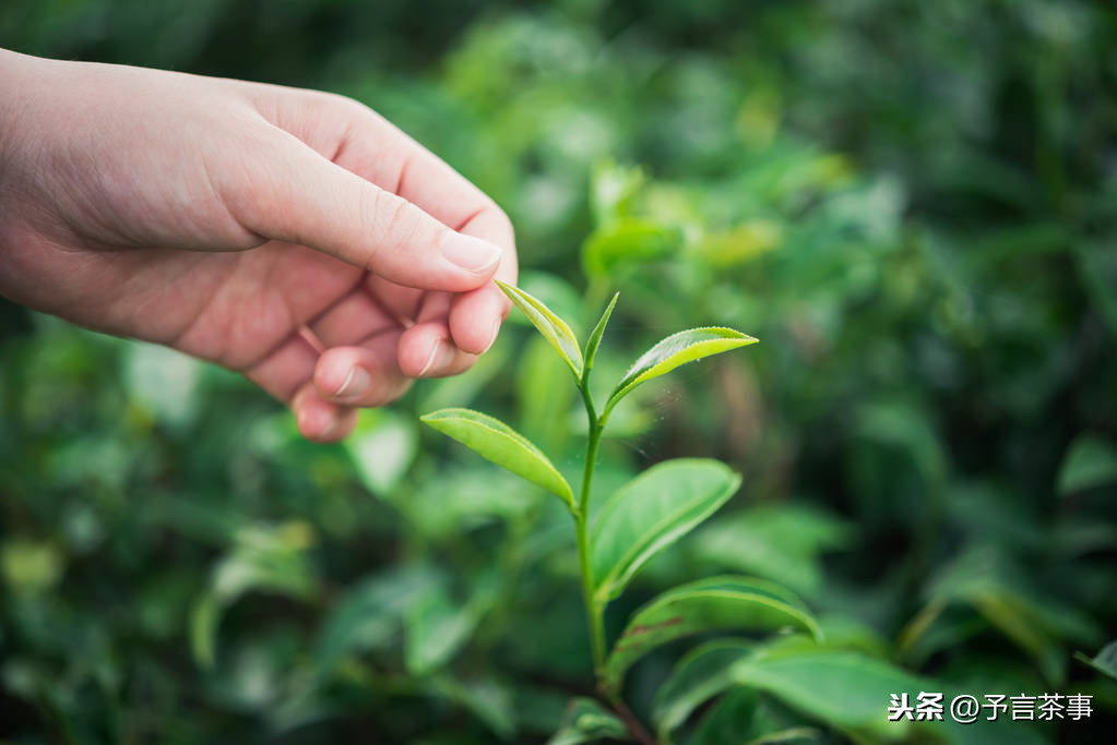 生在深山人未知，一篇文章带你了解岳西翠兰前世今生，看完就懂了