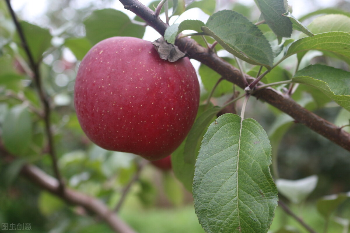 中国最好吃的苹果品种排名（国内最好吃的苹果前4名）