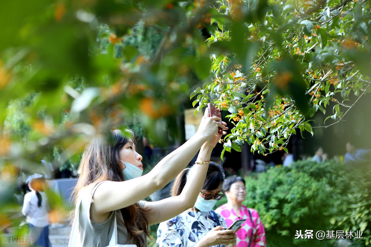 桂花树什么时候开花（金桂的开花时间与地域气候的关系）