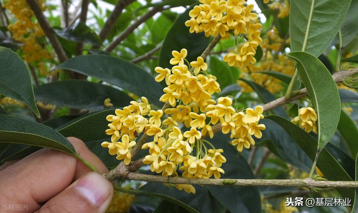 桂花树什么时候开花（金桂的开花时间与地域气候的关系）