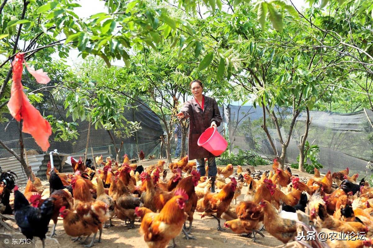 2018土鸡的价格多少钱一斤？附土鸡养殖技术！