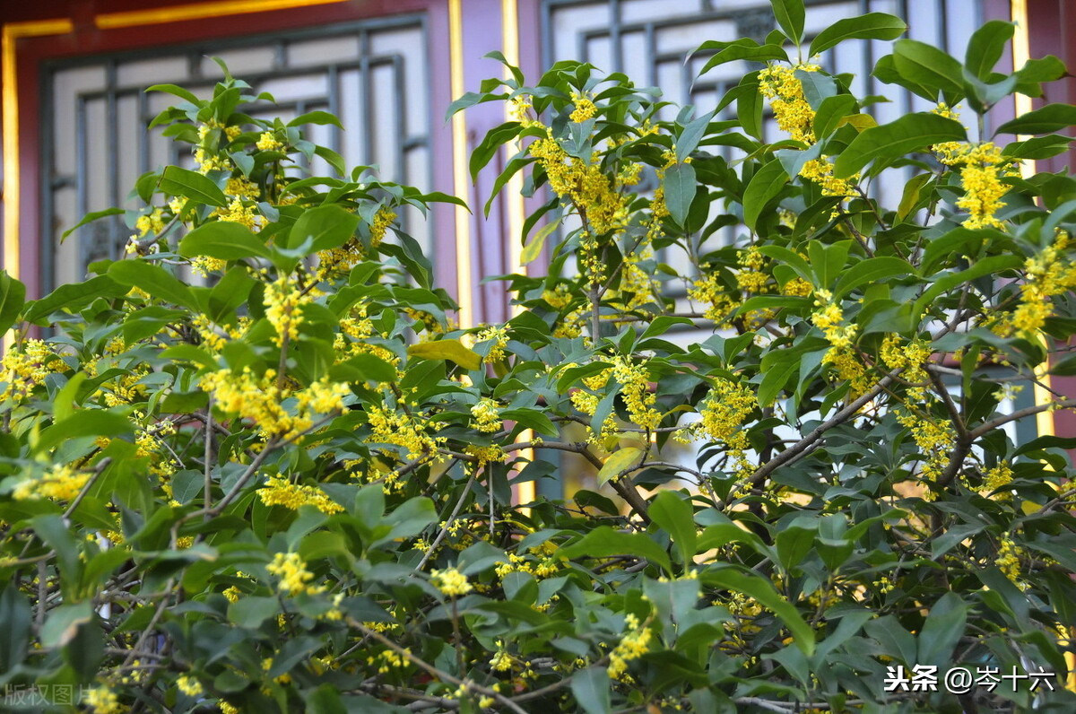 形容桂花香味、形态的优美诗句合集！桂花真的太香了