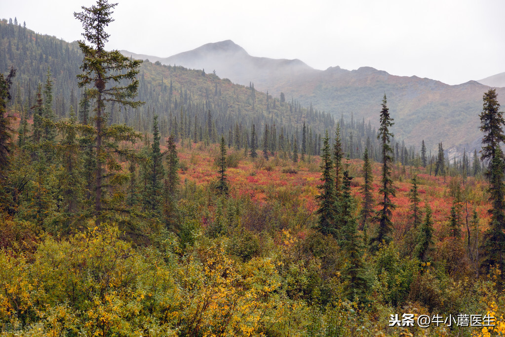 蜱虫预防(“滚蛋吧蜱虫君！”生活中做好防范可免遭毒口，教你如何预防)