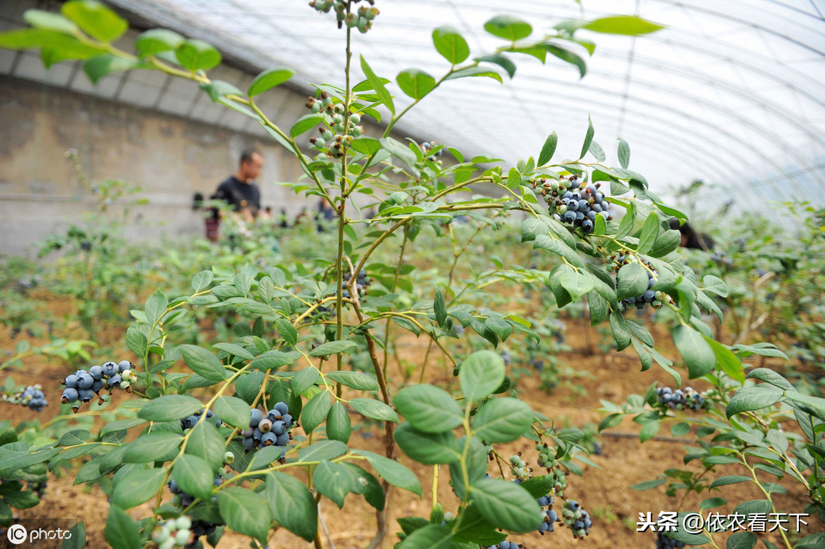 2017藍莓收購價格預測藍莓種植前景廣闊