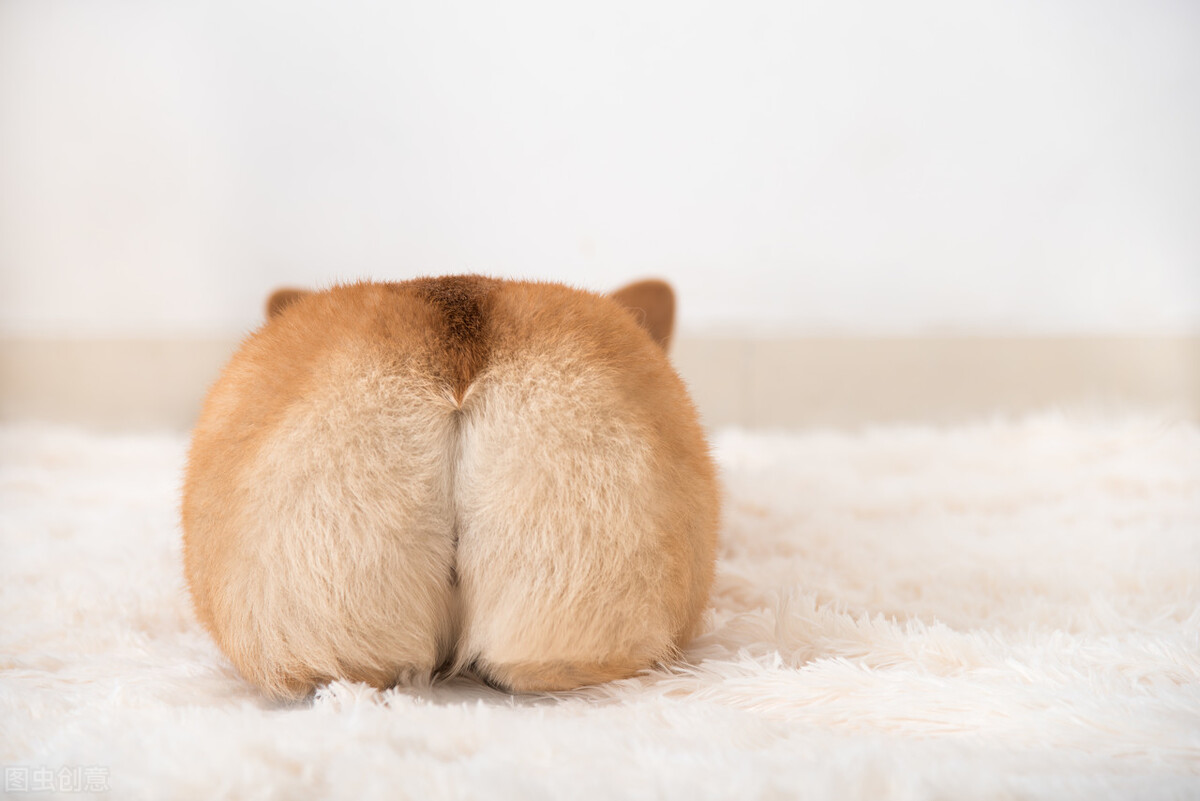 狗狗断尾＝为它好？荒谬