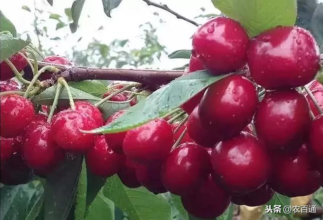 樱桃树的种植与管理（大樱桃的主要管理信息分享）