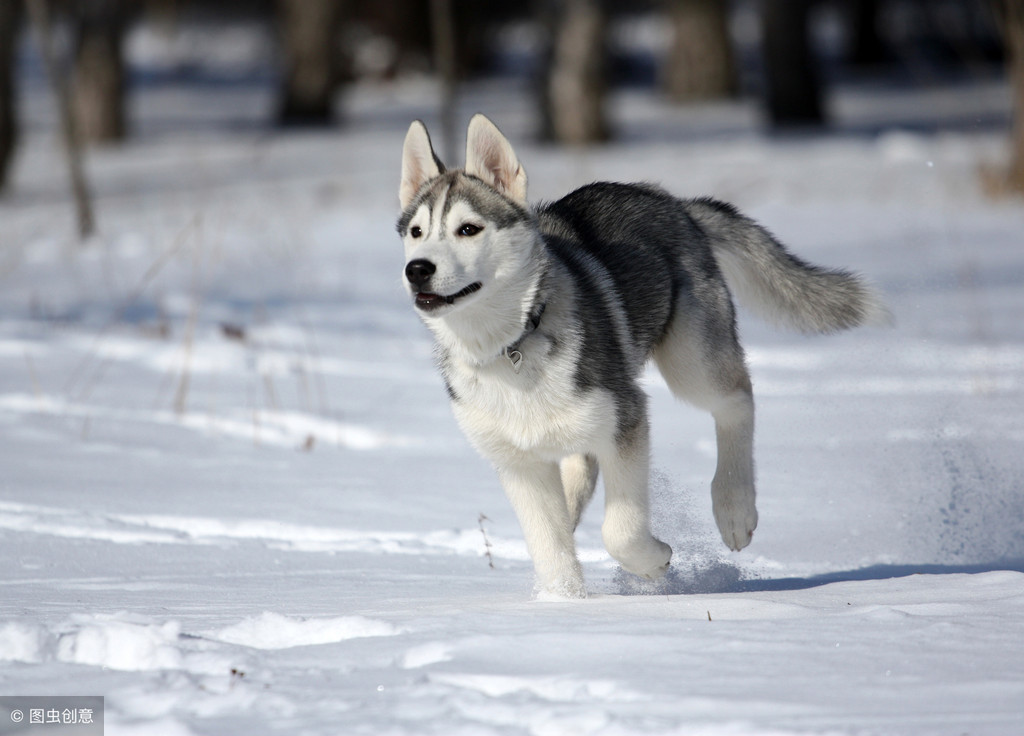 原来哈士奇可以这么帅？雪地竞赛中的它们，不是军犬胜似军犬！