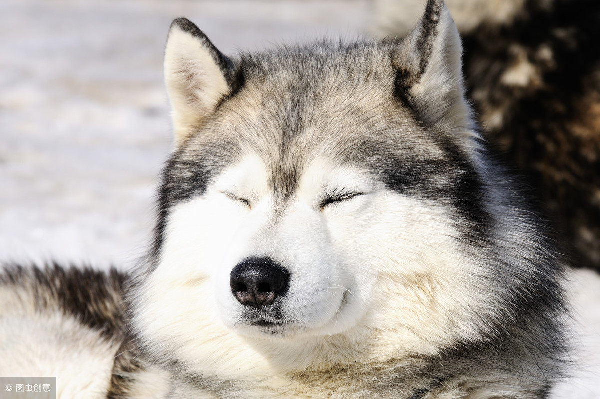 原来哈士奇可以这么帅？雪地竞赛中的它们，不是军犬胜似军犬！