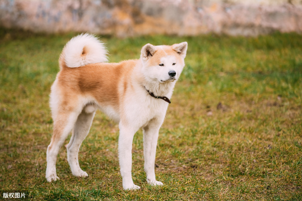 和身價都遠超柴犬,《忠犬八公的故事》電影更是把秋田犬帶出日本圈