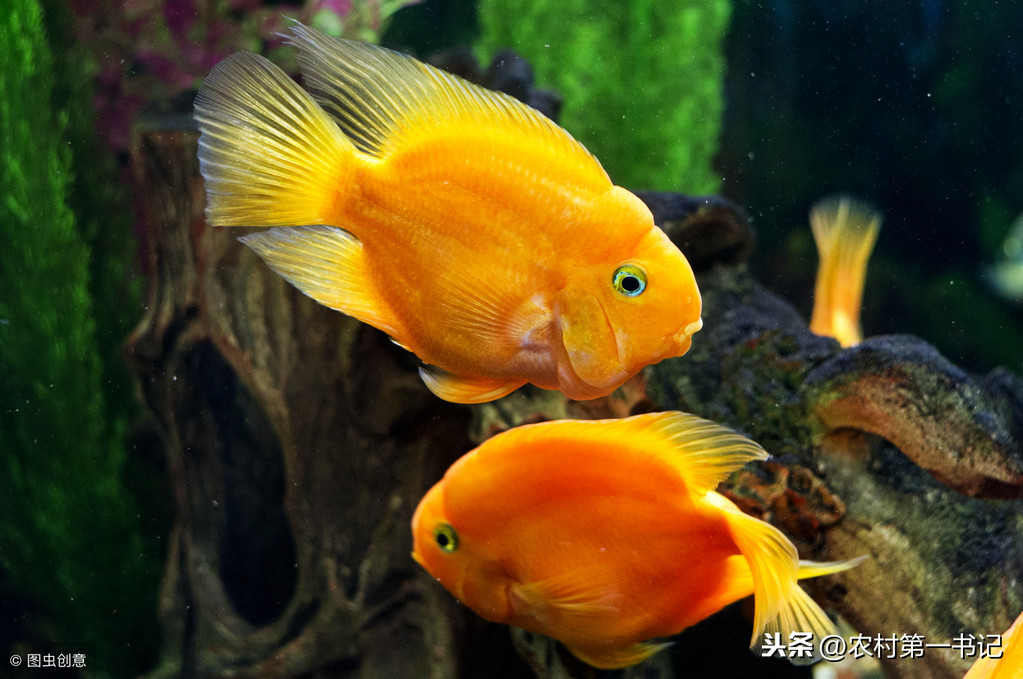 紅元寶鸚鵡魚,紅元寶鸚鵡魚為什么變白?