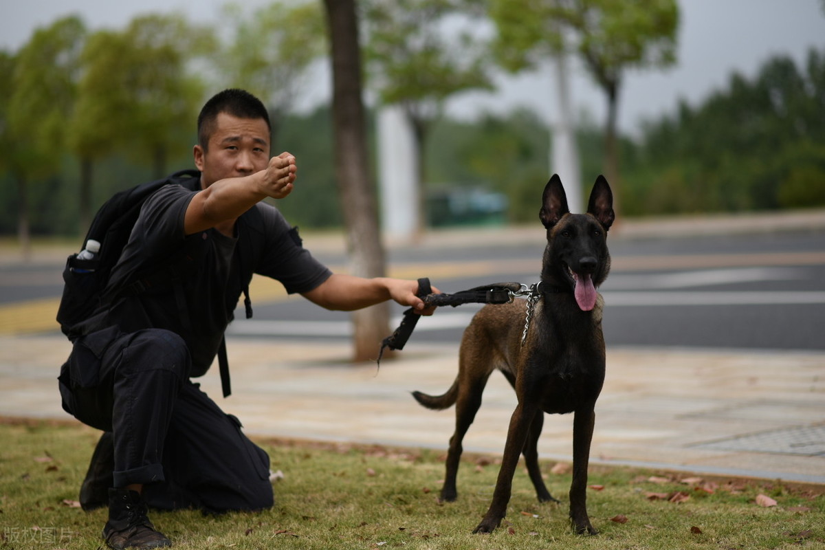 这6种狗服从性最高，主人的命令，它从来不会不听