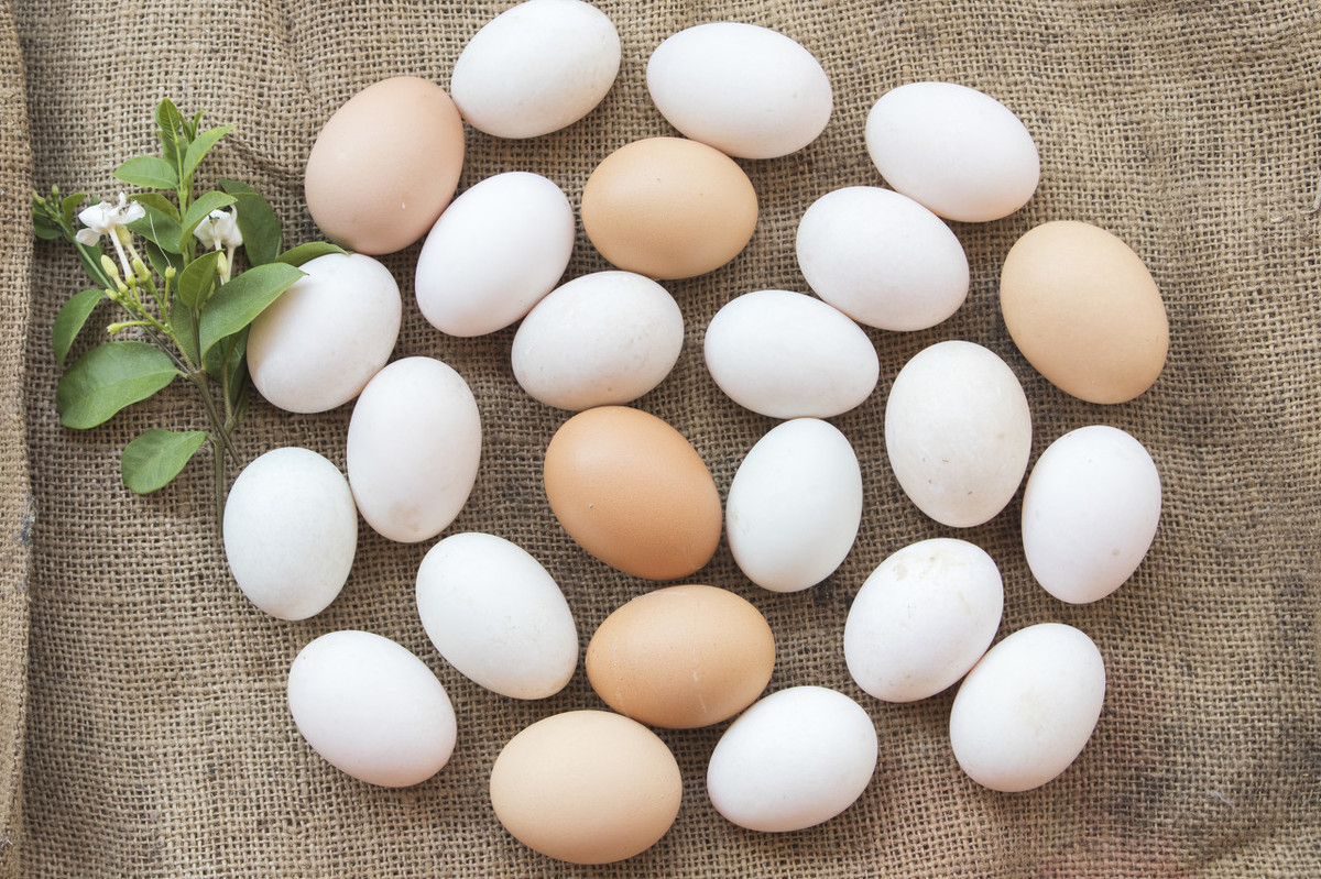 蛋鸡养殖的七不，蛋鸡养殖的七注意