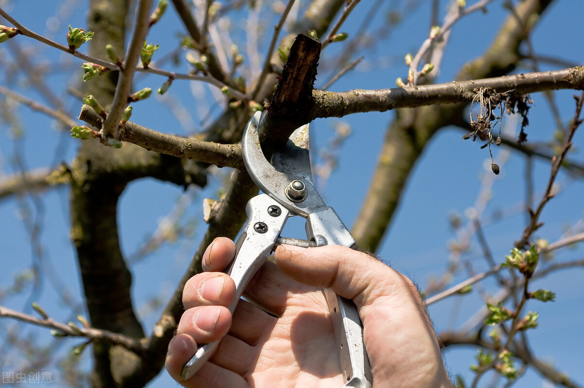 桃树修剪技术(桃树剪枝的正确方法包括4个阶段)