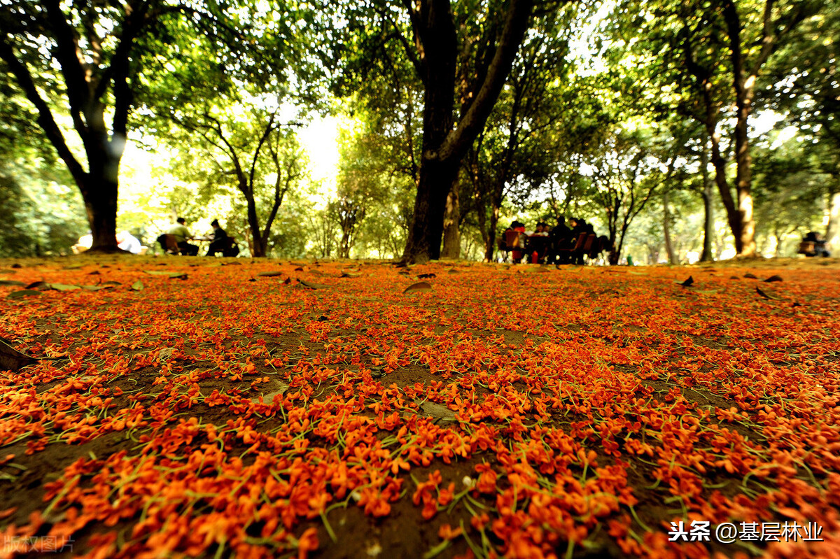 桂花什么时候摘最香最好（桂花采摘时机和采摘技巧）