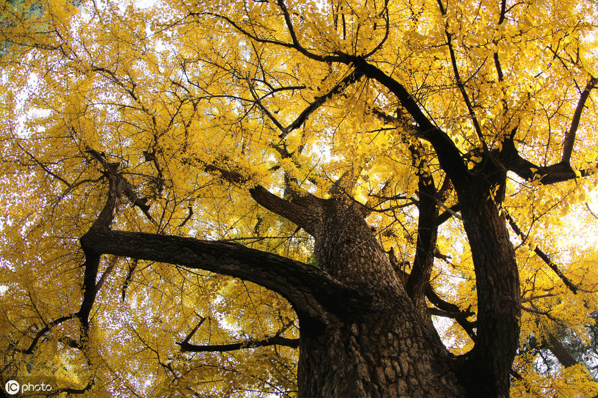 院子里种上一株“黄金树”，招财纳福，秋天美成一幅画