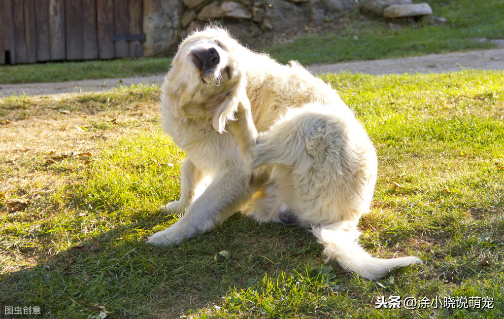 狗狗挠耳朵、摇头是有虱子？有可能是外耳道感染了，你了解多少呢