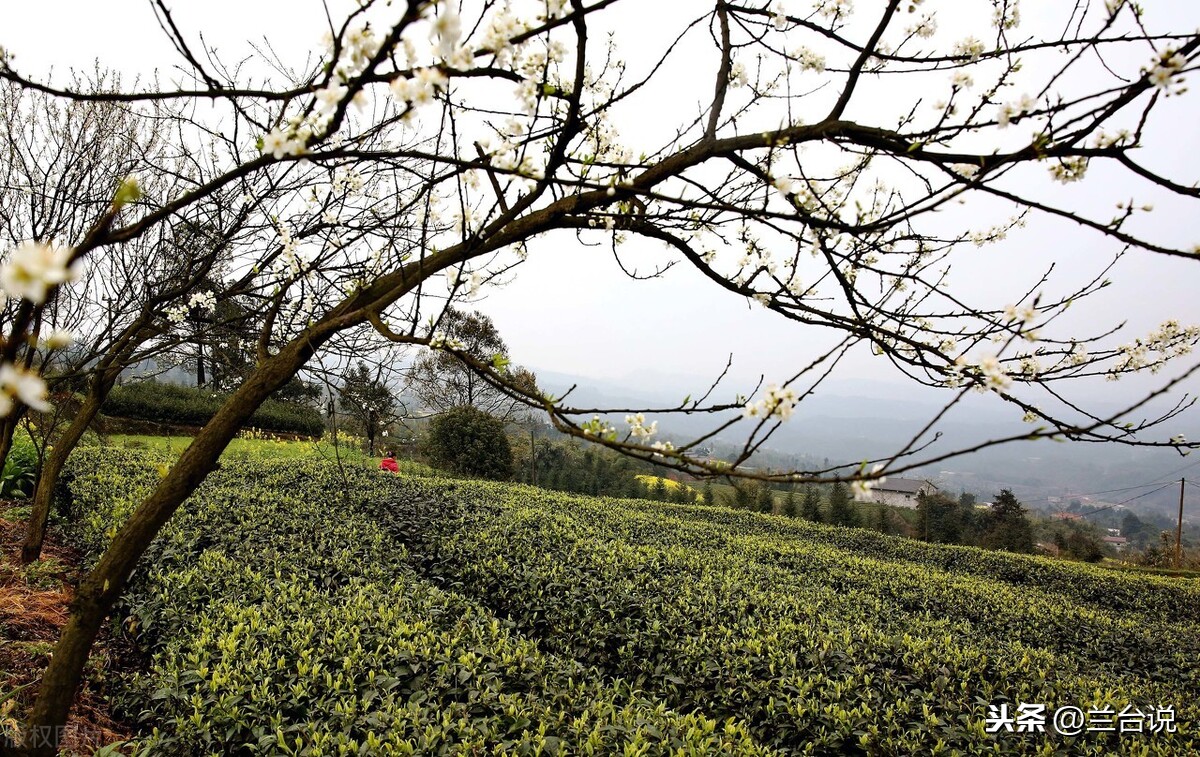 武汉大学校址原名罗家山，被硬改为珞珈山，背后故事耐人寻味