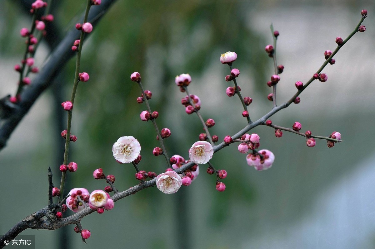 梅花的寓意和象征(梅花的寓意和象征什么人)