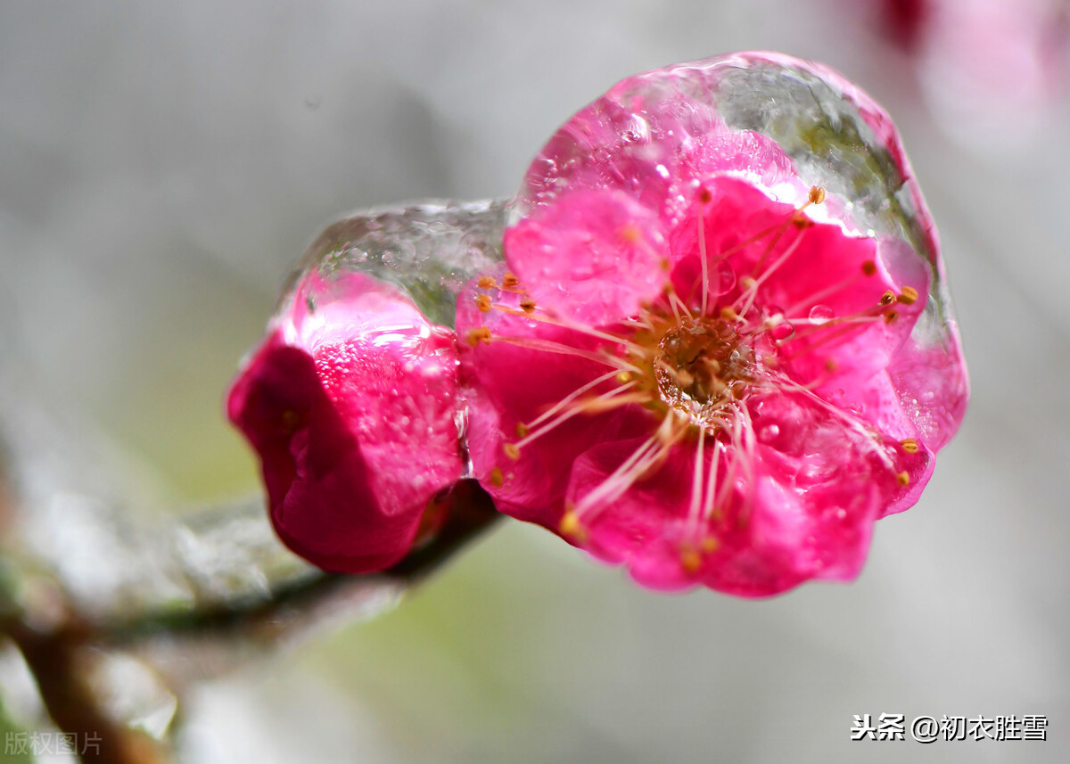 风雪梅花深情美句，十日恶风三尺雪，梅花谁与问平安？