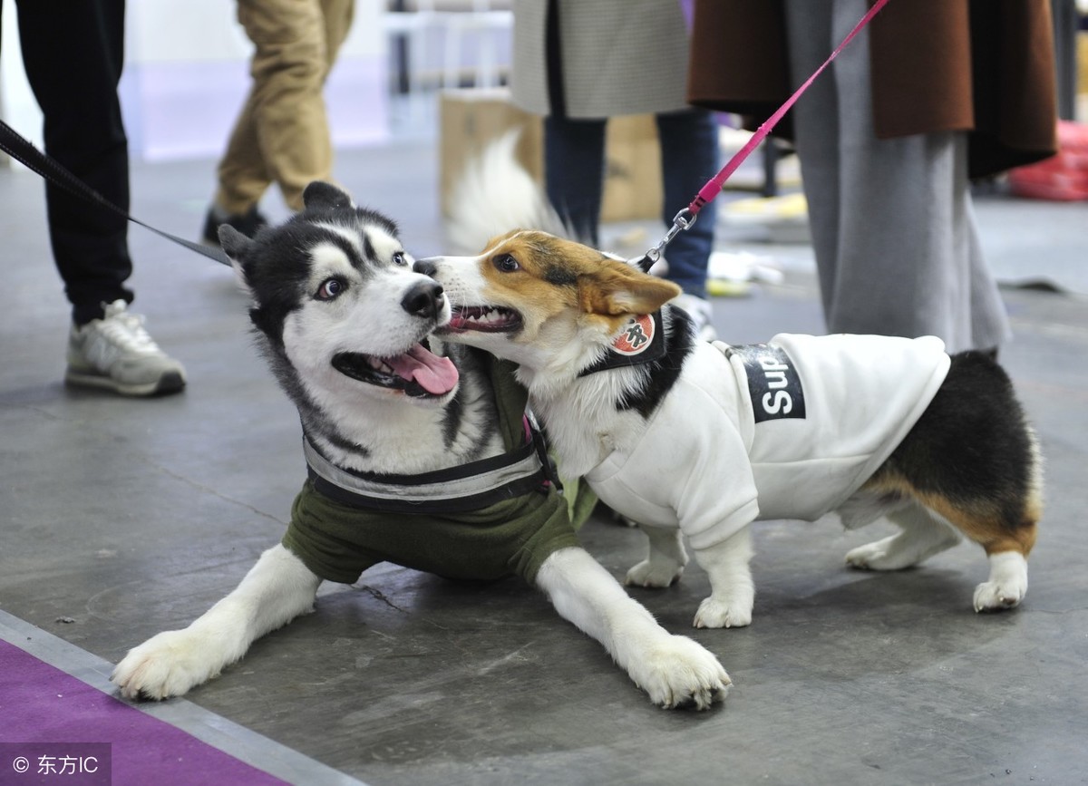 原来哈士奇可以这么帅？雪地竞赛中的它们，不是军犬胜似军犬！