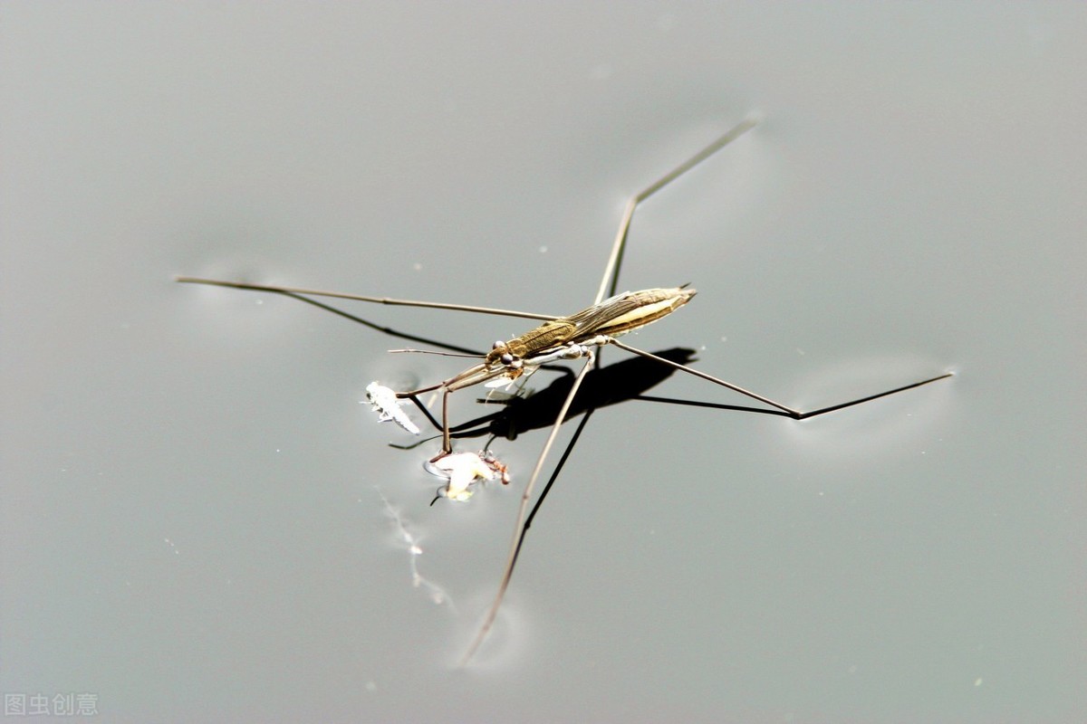 农村水边常见的一种昆虫，会“水上漂”浮于水面，它到底是什么？