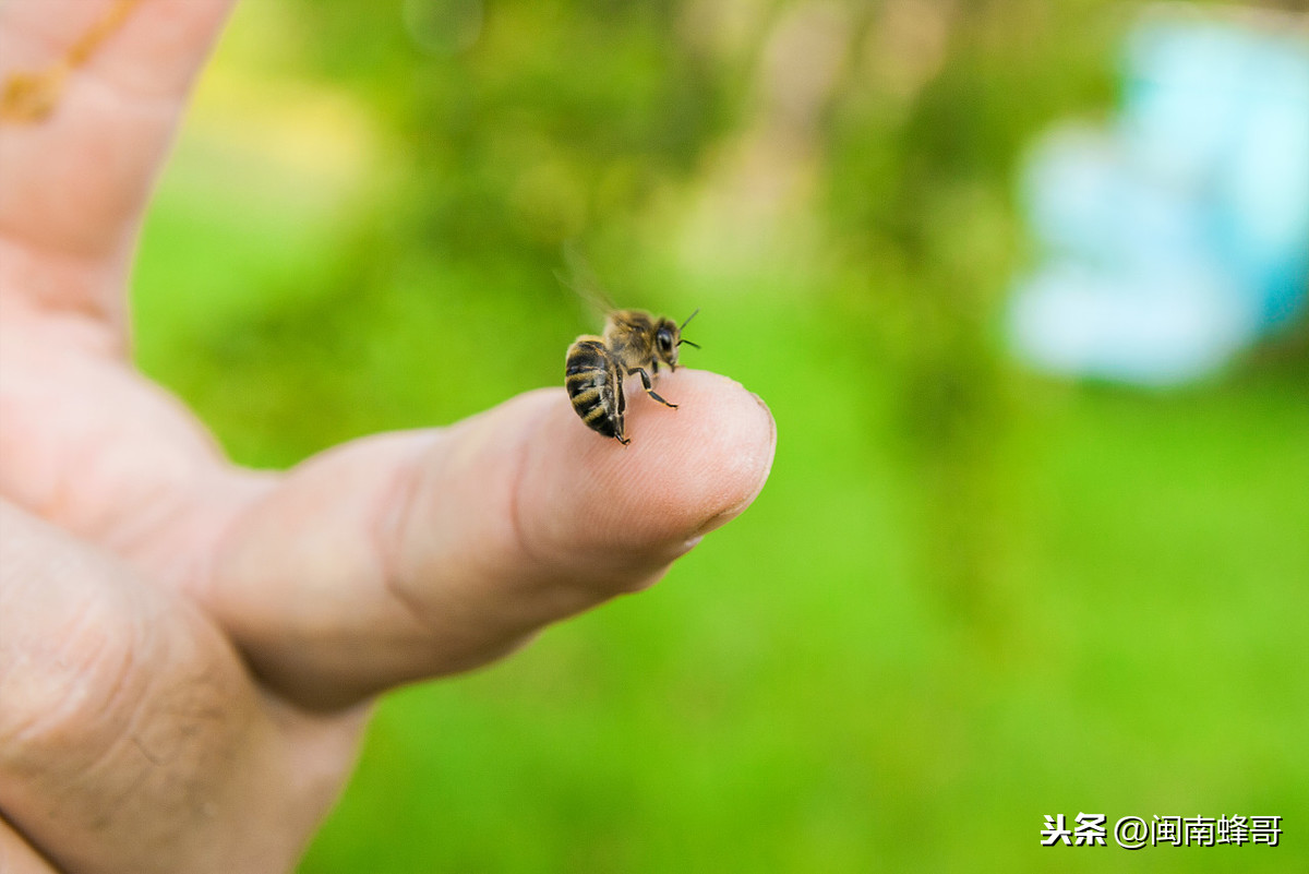 蜜蜂特徵(1只蜜蜂6條腿,5隻眼睛1張嘴,蜜蜂這些外表特徵你瞭解過嗎)