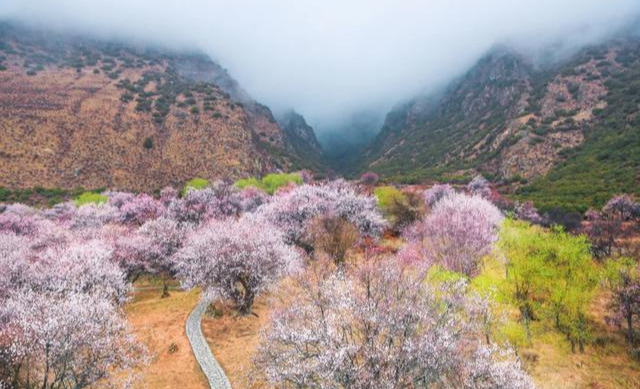 桃花一开，林芝就成了仙境