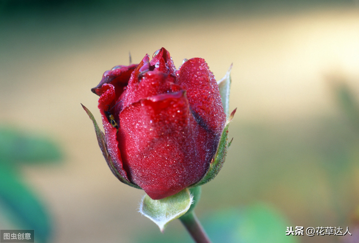 玫瑰花语每朵代表什么 不同数量玫瑰的含义