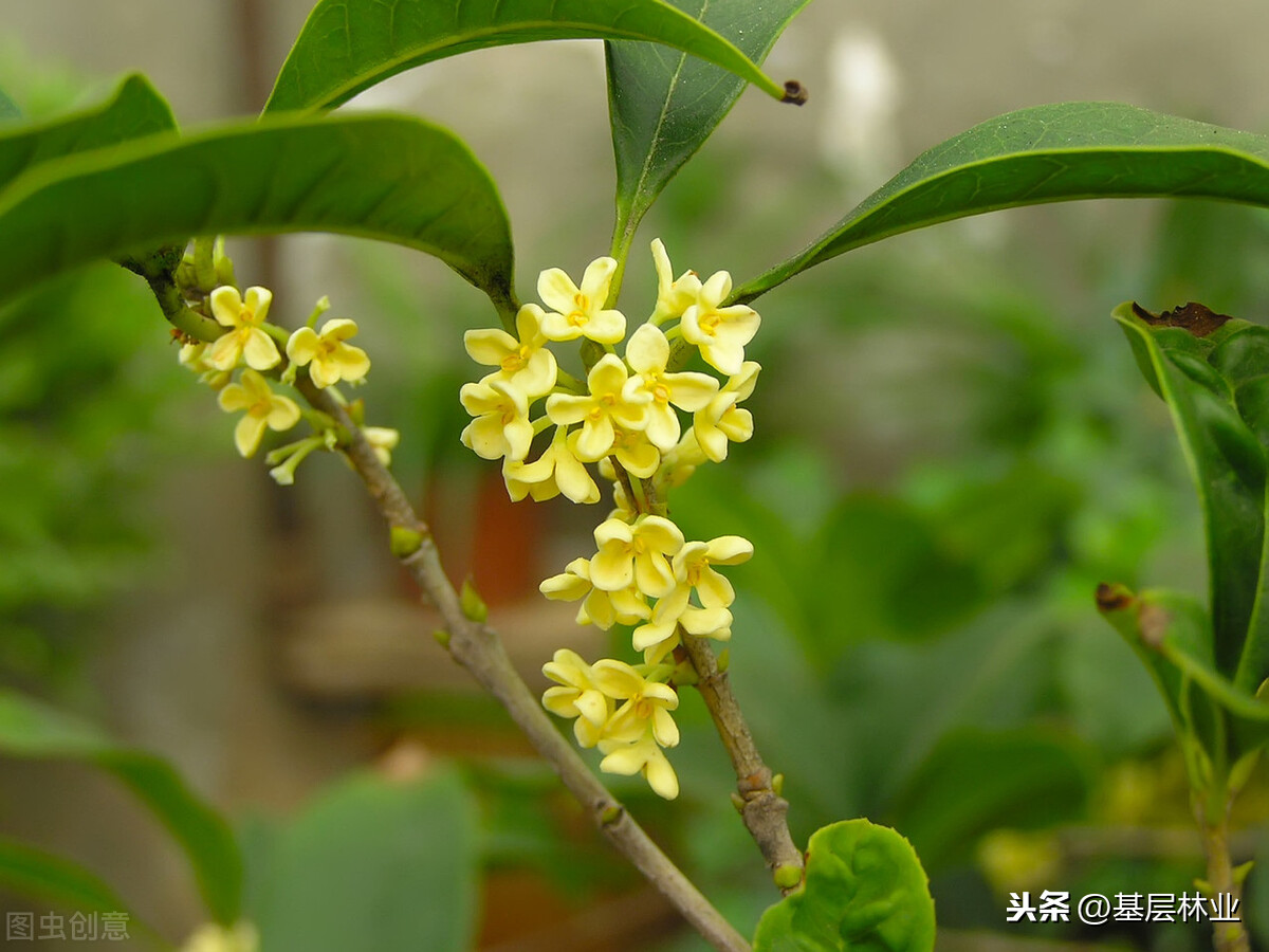 桂花树什么时候开花（金桂的开花时间与地域气候的关系）