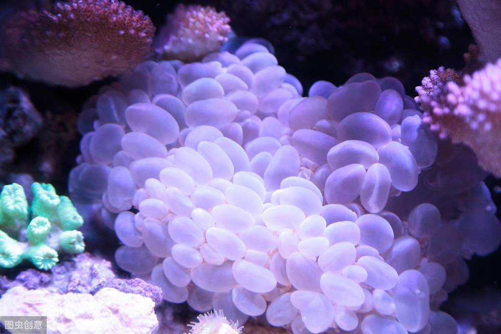 色彩夺目的珊瑚让人心往，有4种不难养，照着做你也可以养好