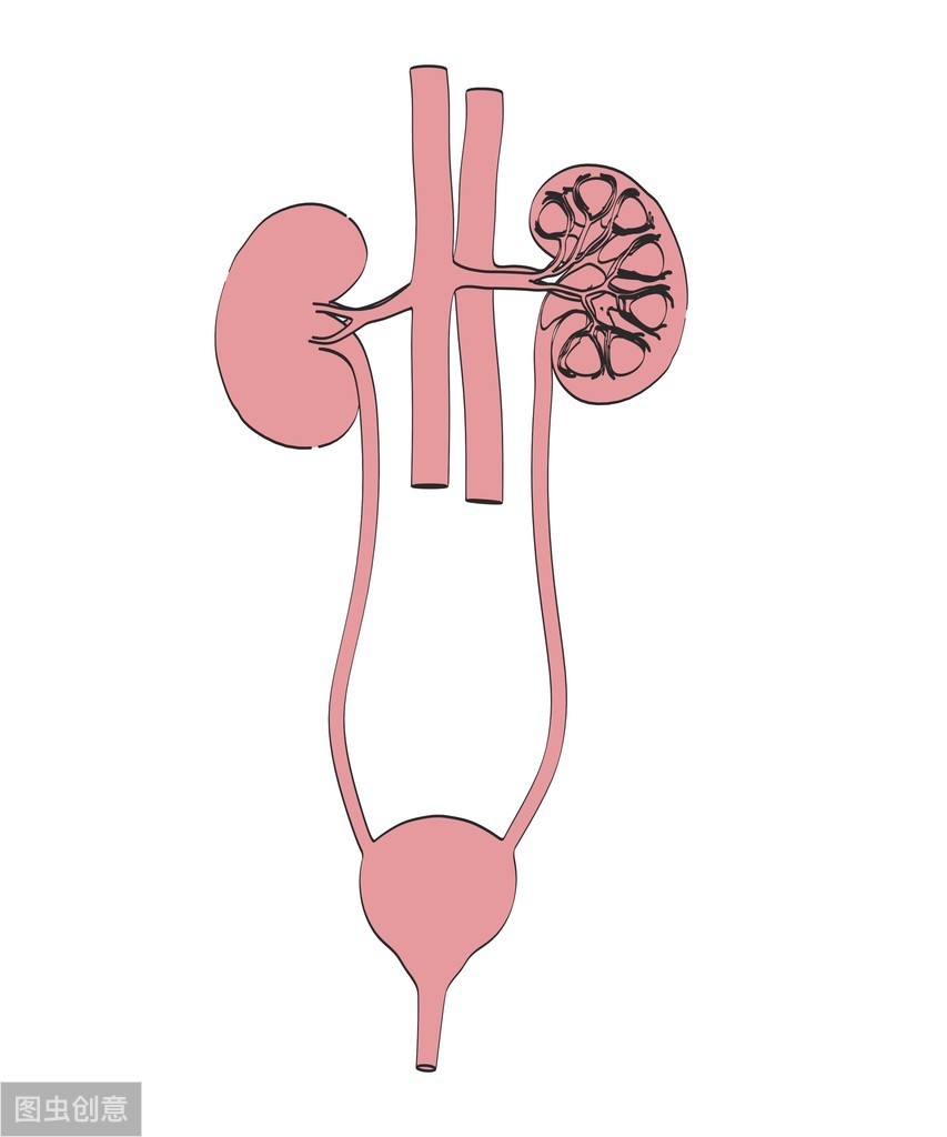 长期憋尿会对肾脏造成伤害