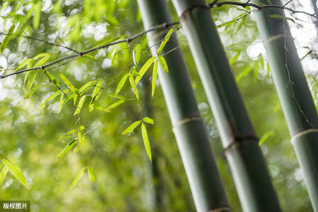 竹径通幽处，禅房花木深，古诗词中的竹子，高风亮节，建议收藏