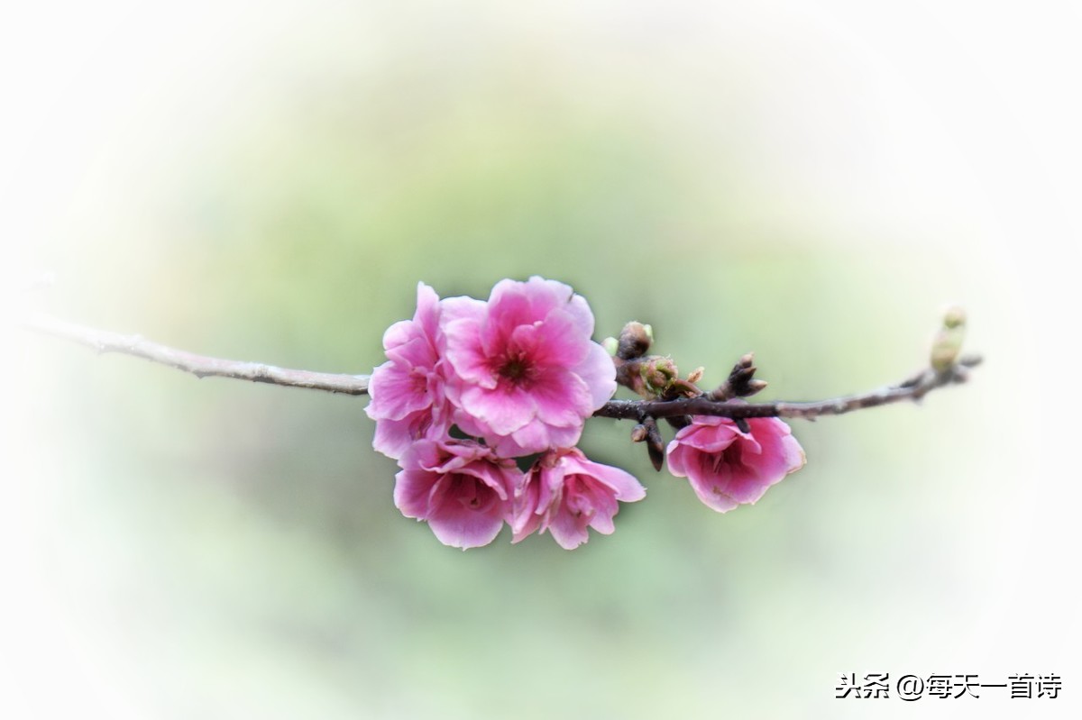 一朵花开，一杯清饮，一点心绪，一份灵感，一首诗歌,约一位佳人