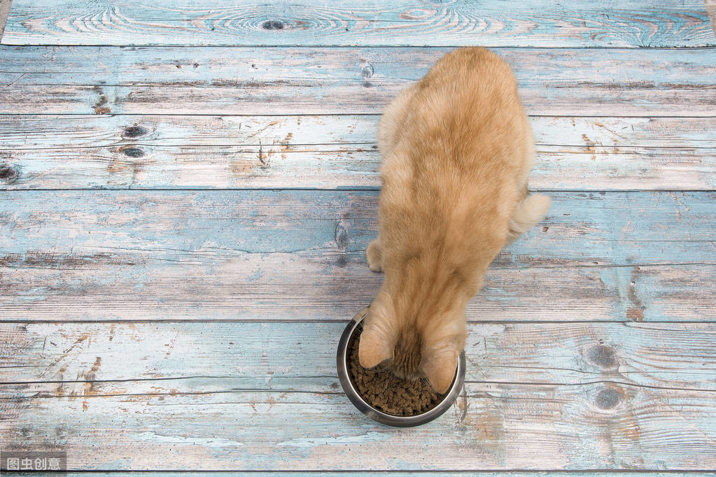 辟谣：猫会嫉妒新成员？归根究底，其实都是因为猫的资源竞争