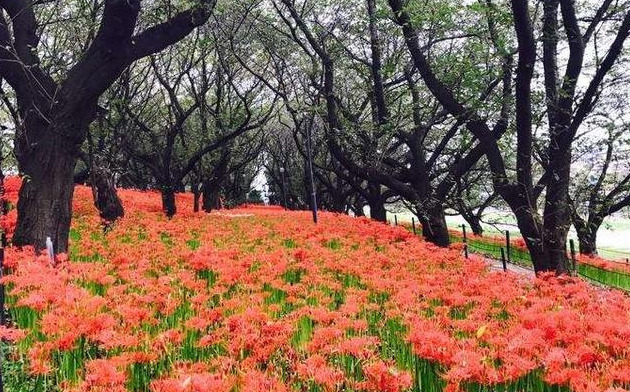 彼岸花为何又叫无义草，幽灵花？又为何会花开不见叶，叶生不见花