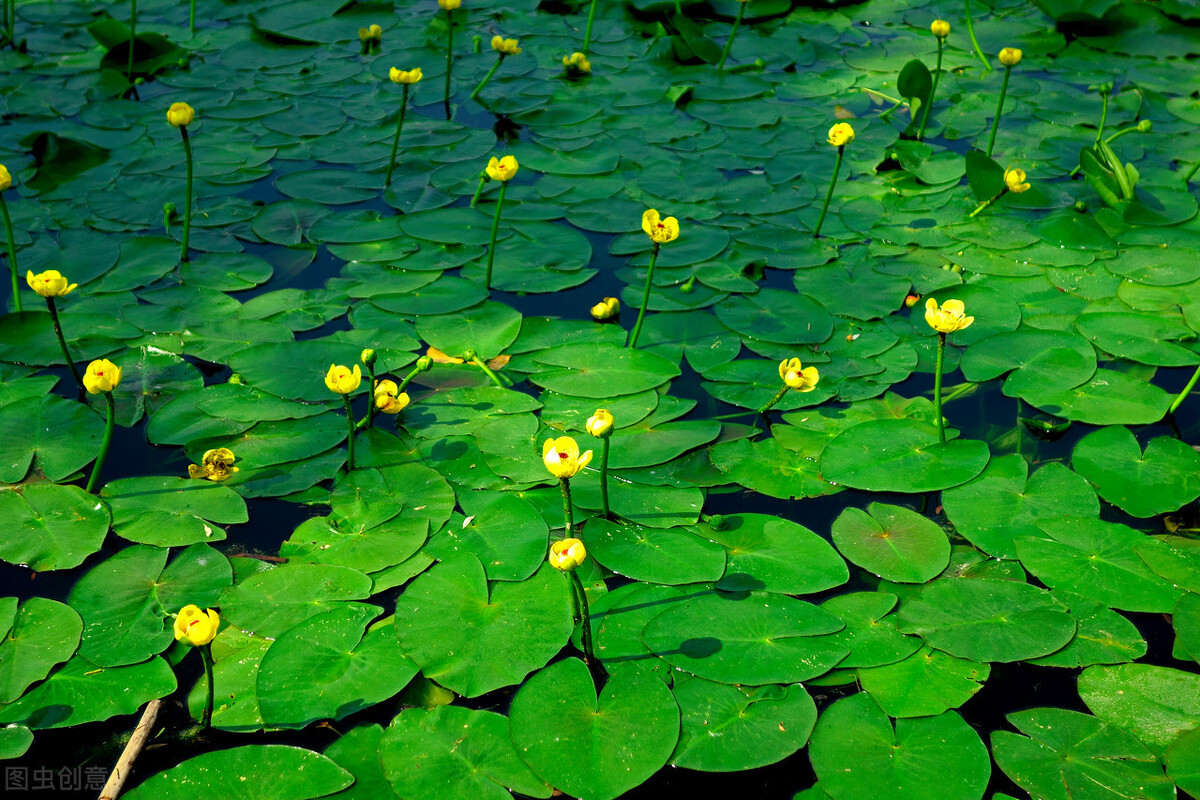 水生花卉分为哪几类(水生花卉分为什么花卉)