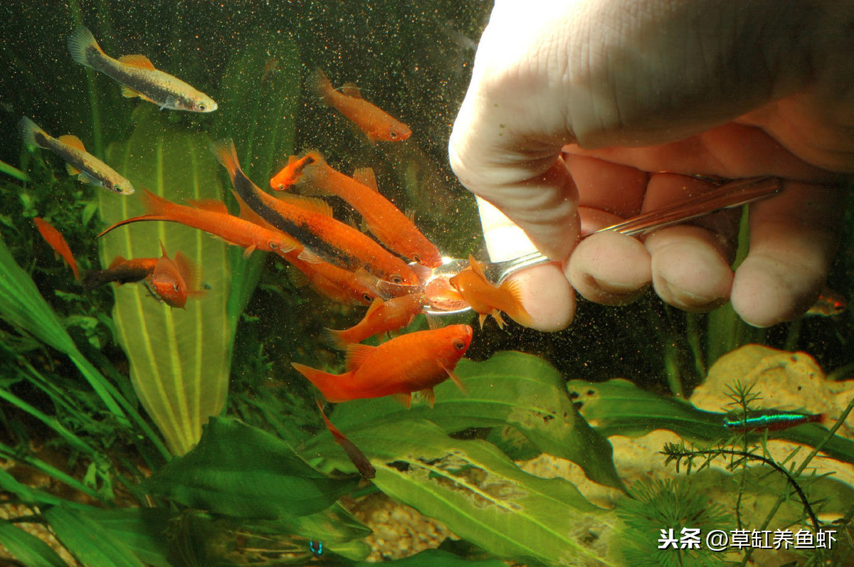 鱼食放进鱼缸容易，再想捞出来就难了，保存鱼食你不能随随便便