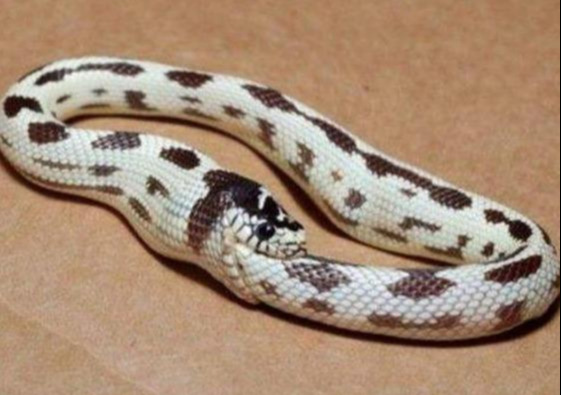 “憨憨”蛇将尾巴当美餐吞掉，这不是饿昏眼，有可能是吃饱了撑的