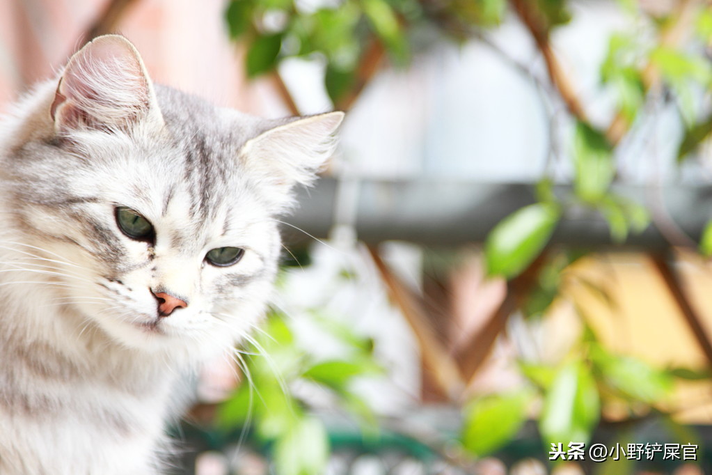 裹盐迎得小狸奴，尽护山房万卷书。论和猫咪有关的风雅之事