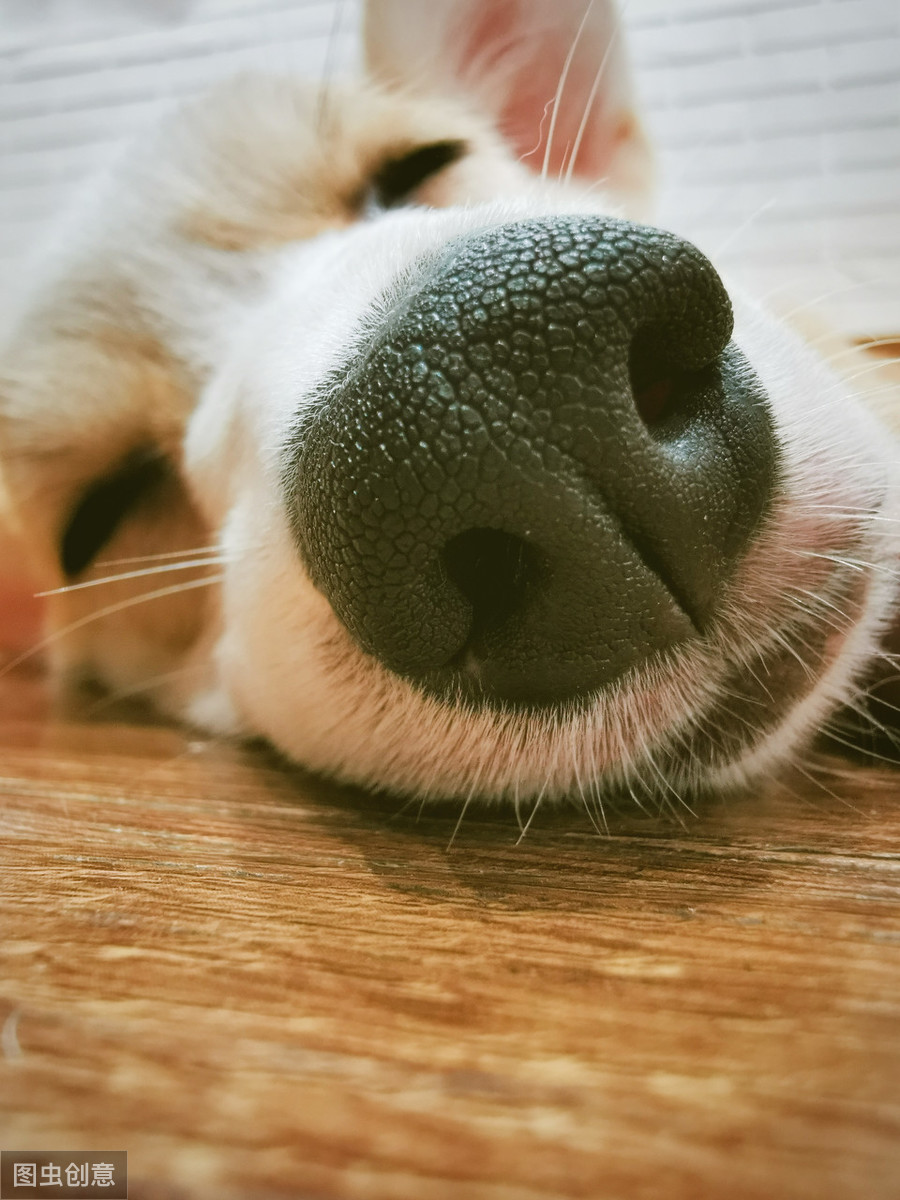 狗狗鼻子变白的原因、处理方法